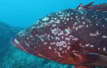 Azul Diving Madeira17