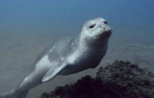 Azul Diving Madeira19