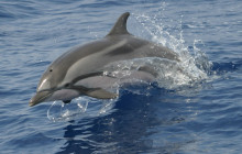 Azul Diving Madeira12