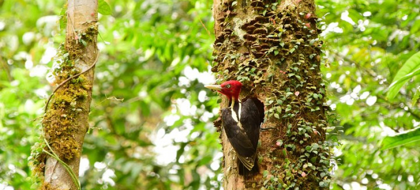 Braulio Carrillo Rainforest Park Bird-Watching Tour From San Jose
