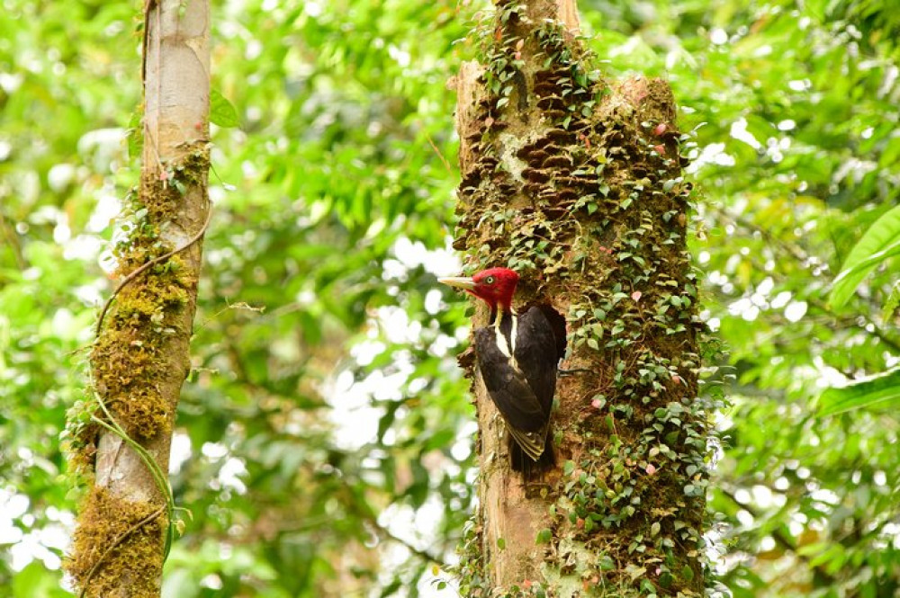 Braulio Carrillo Rainforest Park Bird-Watching Tour From San Jose - San ...