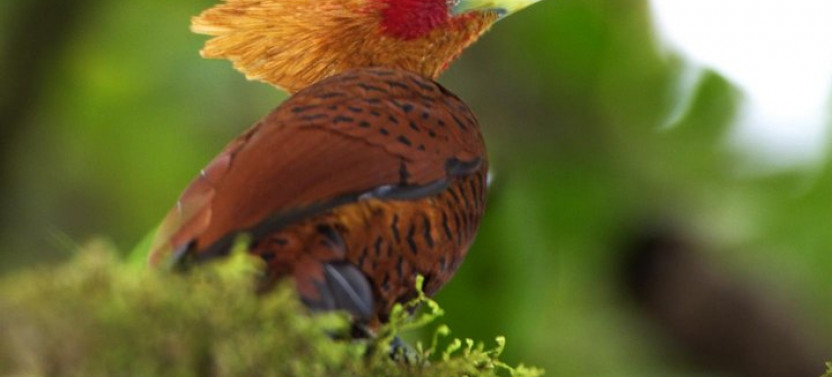 Braulio Carrillo Rainforest Park Bird-Watching Tour From San Jose