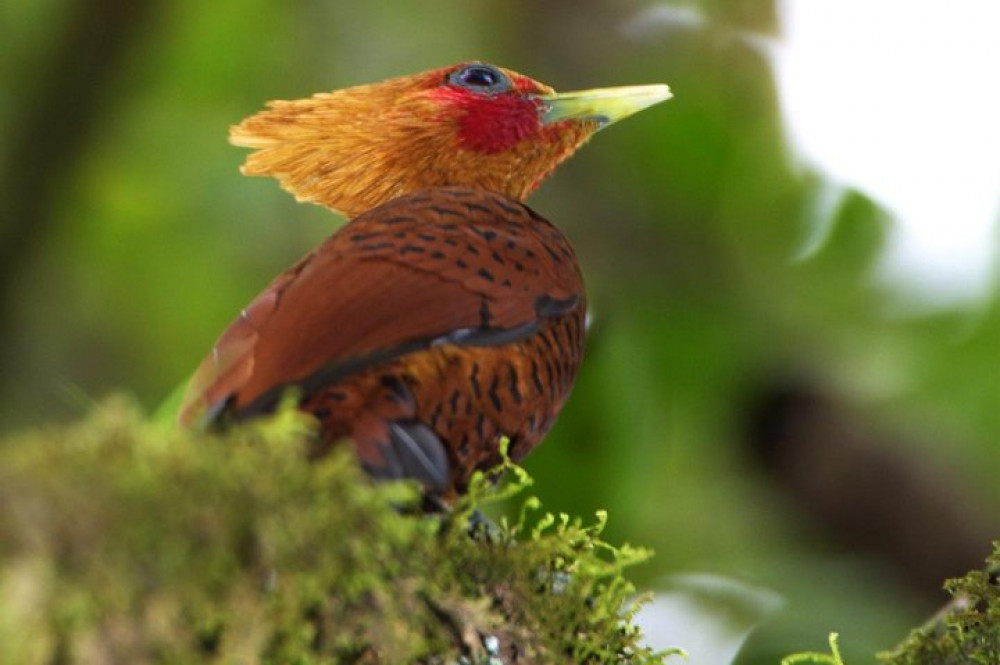 Braulio Carrillo Rainforest Park Bird-Watching Tour From San Jose