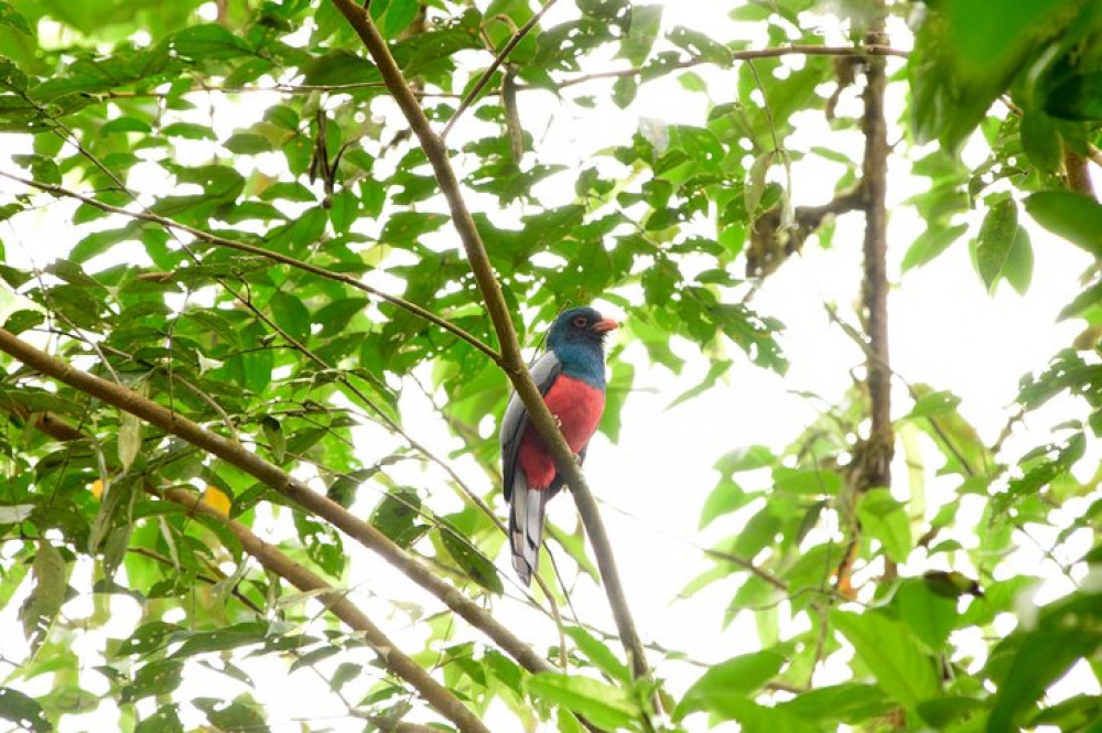 Braulio Carrillo Rainforest Park Bird-Watching Tour From San Jose