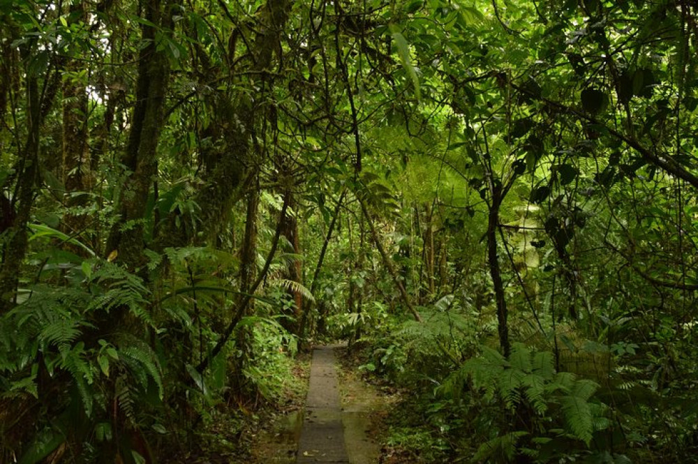 Arial Tram and Nature Hike in Braulio Carrillo Rainforest Park - Limon ...