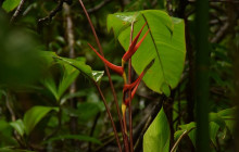 Rainforest Adventures St Lucia8