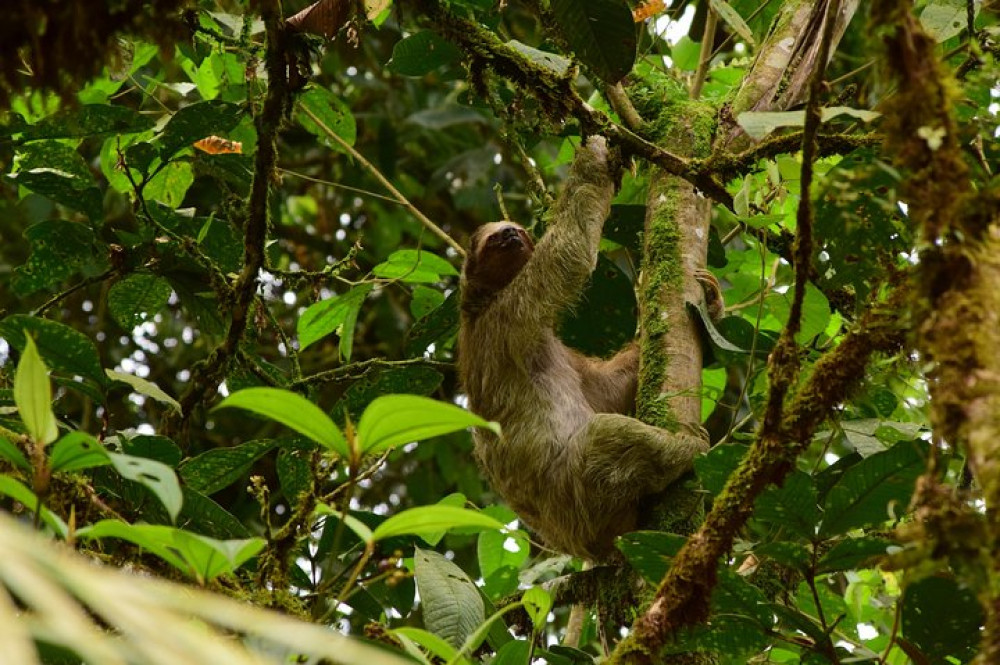 Arial Tram and Nature Hike in Braulio Carrillo Rainforest Park - Limon ...