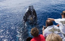 Pacific Whale Foundation4