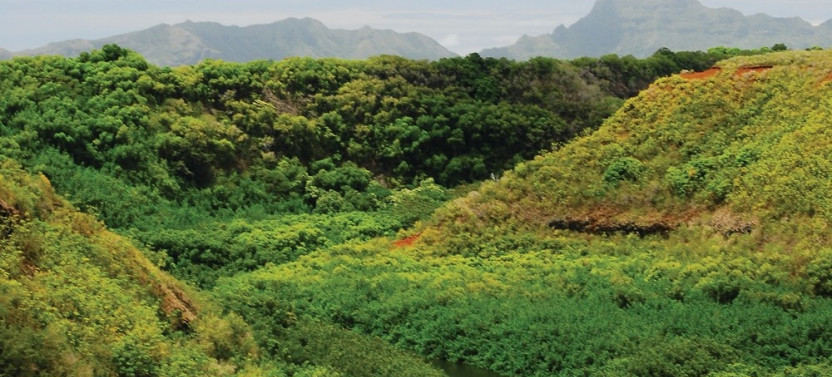 Oahu to Kauai: Waimea Canyon, Wailua River & Fern Grotto Tour