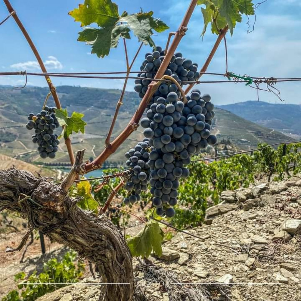 Douro Valley Semi-Private Tour + Two Wineries, Lunch & Optional Cruise