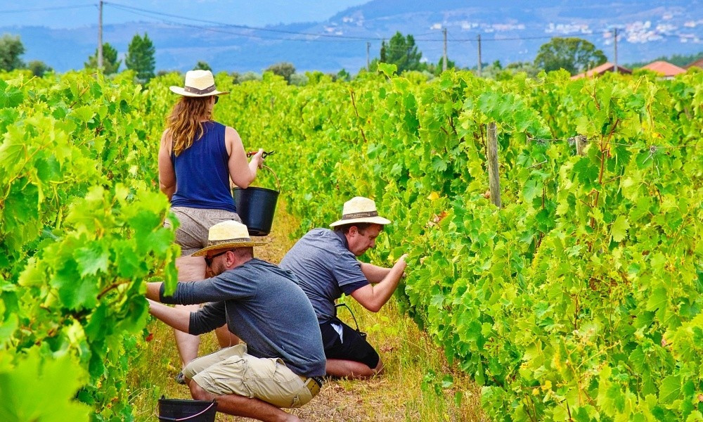 From Vine to Wine: A Harvest Adventure in Douro Valley