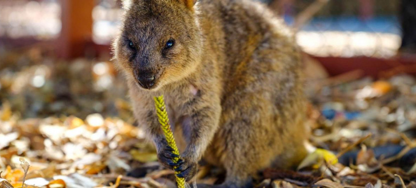 Perth Highlights Tour: City, Fremantle, Rottnest & Swan River Cruise