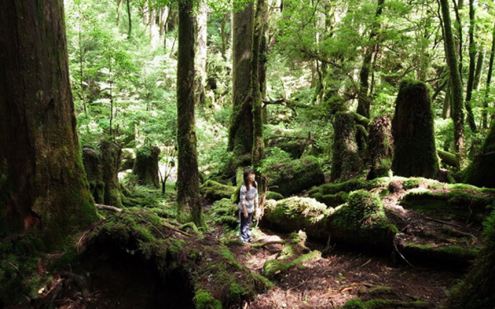 Nature Walking Tour On Yakushima Island in Ancient Forest