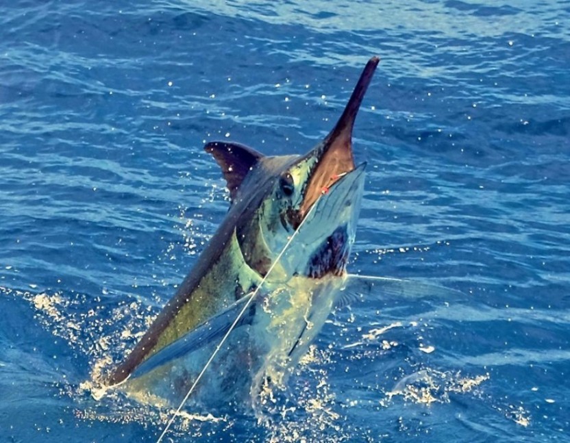 Grander Marlin