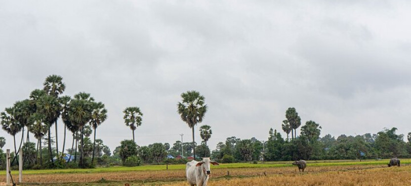 Day Trip from Sihanoukville to Phnom Penh for Cruise Passengers
