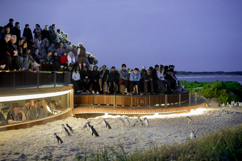 Phillip Island Penguins Express Tour