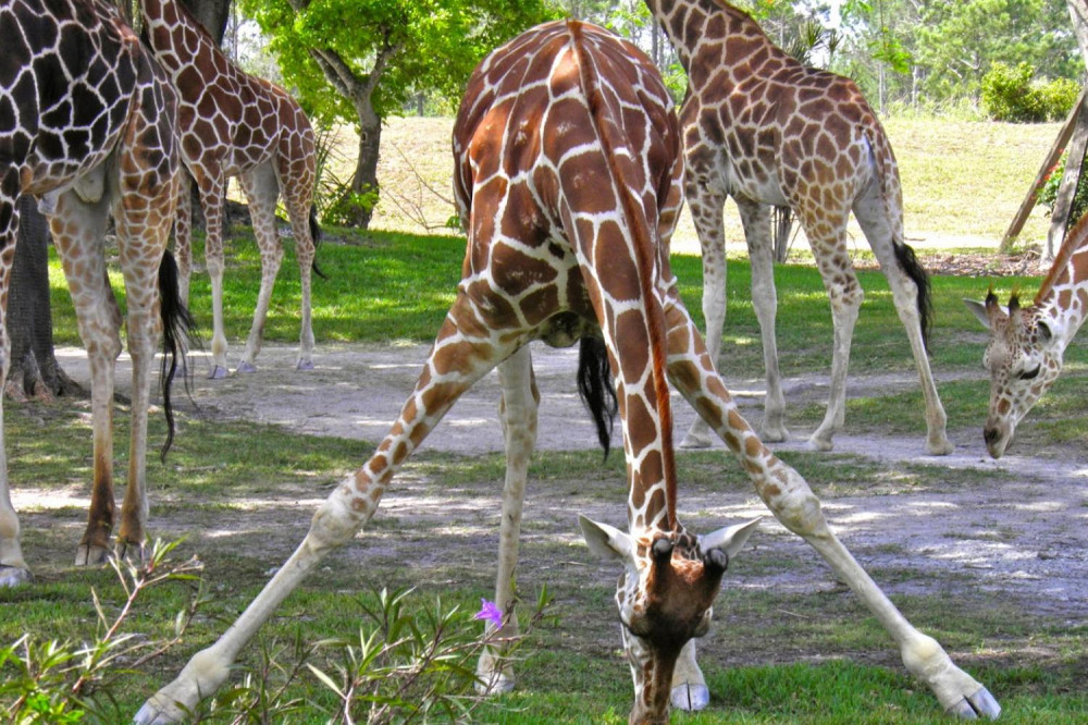 Miami Zoo With Transportation