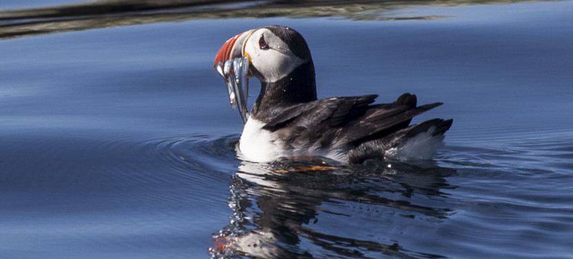 Whales and Puffins Eco-Cruise From Reykjavik