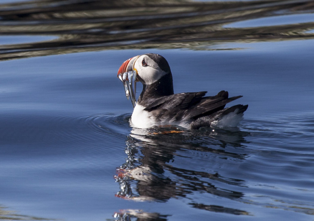 Whales and Puffins Eco-Cruise From Reykjavik