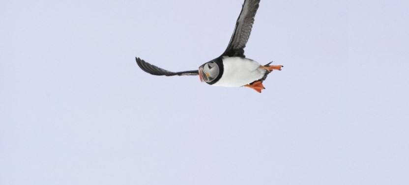 Whales and Puffins Eco-Cruise From Reykjavik