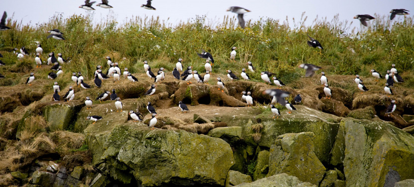 Whales and Puffins Eco-Cruise From Reykjavik