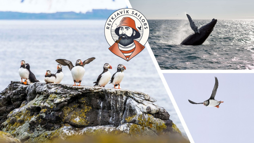 Whales and Puffins Eco-Cruise From Reykjavik