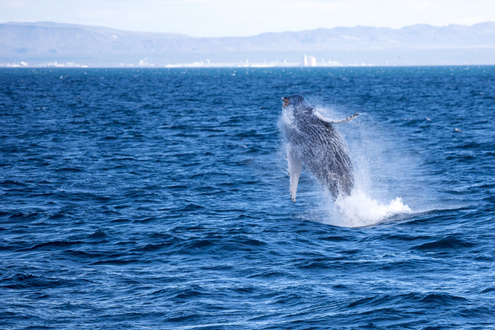 Lava Show & Whale Watching Experience From Reykjavik