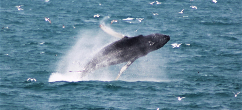 Lava Show & Whale Watching Experience From Reykjavik