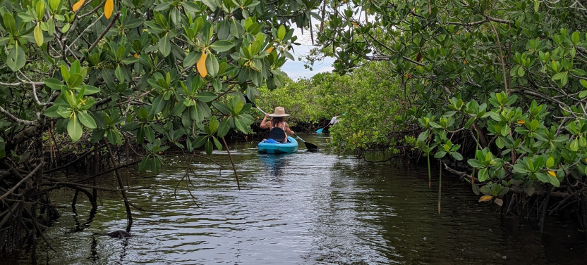 Tarpon Springs Guided Kayak Eco Tour