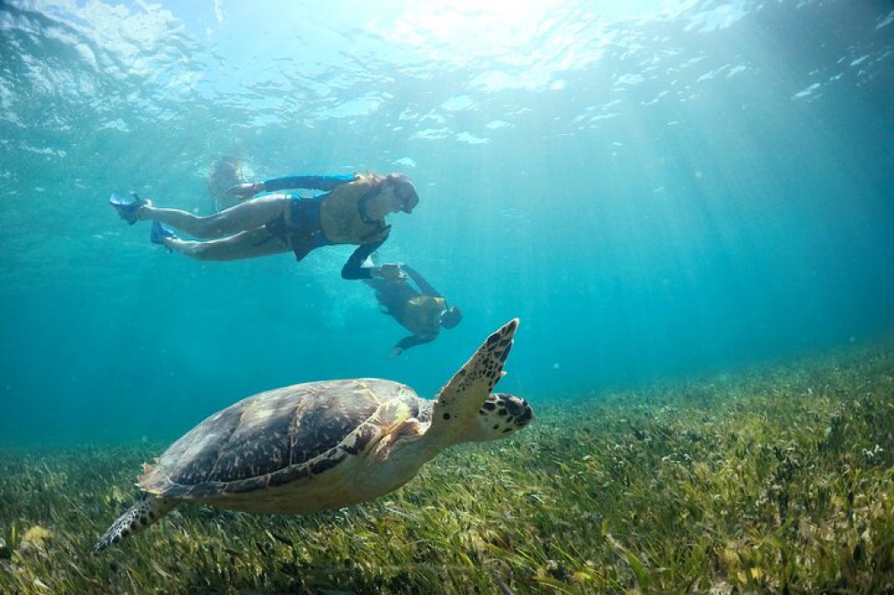 swimming with turtles cancun