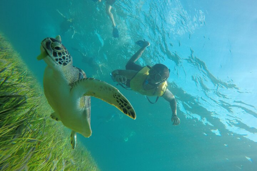 Cancun Snorkeling Tour: Swim with Turtles, Reef, Underwater Museum and ...