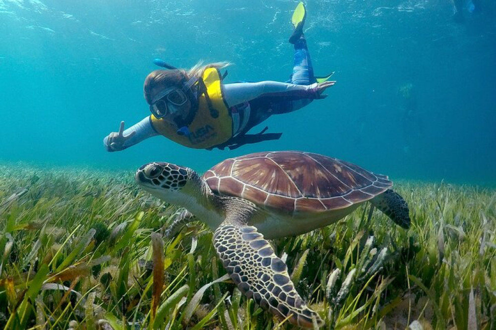 swimming with turtles cancun