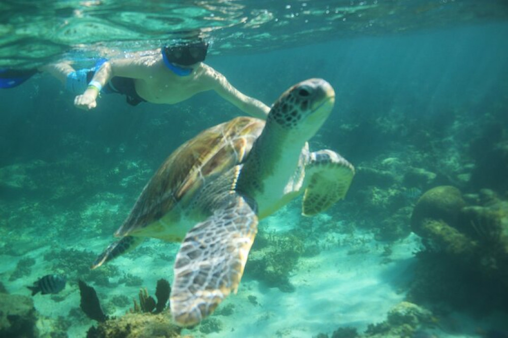 Hidden Cenote Swim, Snorkeling With Sea Turtles and Beachside Lunch