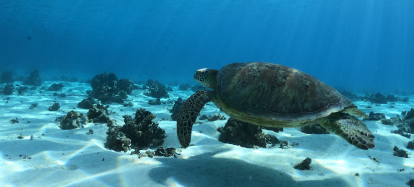 Full Day Glass Bottom Boat Snorkeling Tour with Lunch on Private Island