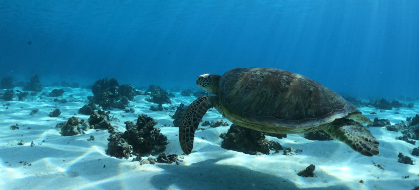Full Day Standard Boat Snorkeling Tour With Lunch on Private Island