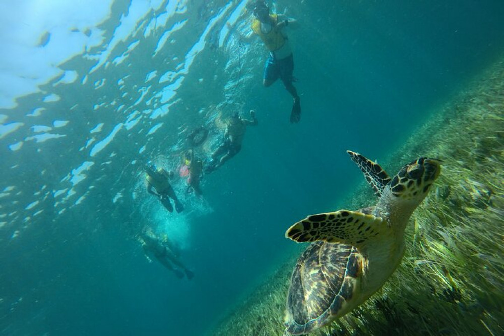 Puerto Morelos Turtle and Reef Snorkeling Adventure