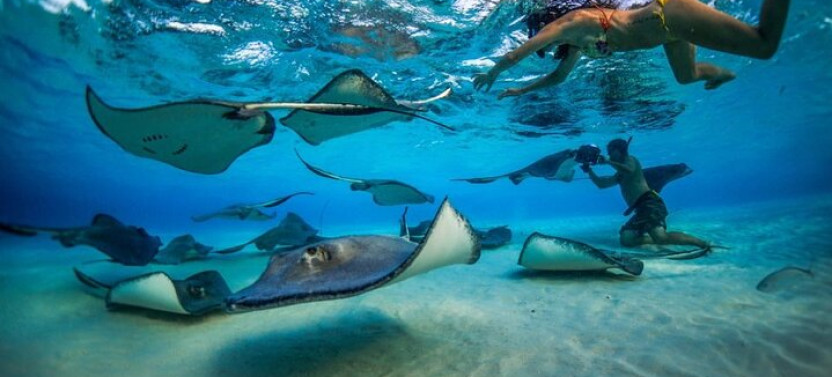Stingray City and Reef Snorkeling Adventure on Grand Cayman
