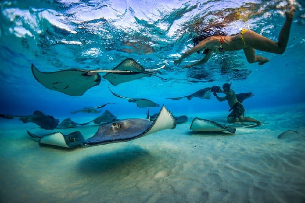 Stingray City and Reef Snorkeling Adventure on Grand Cayman