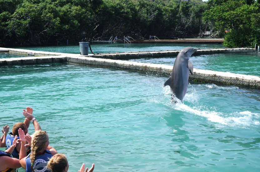 Dolphin Discovery Swim: Tortola