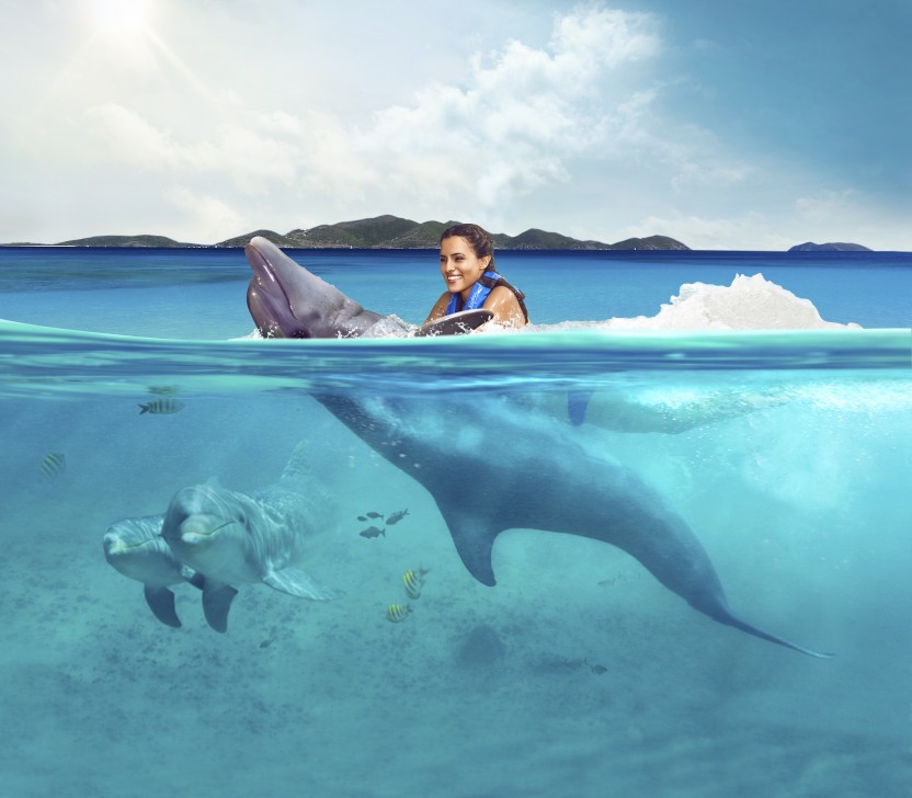 Dolphin Swim Adventure: Tortola