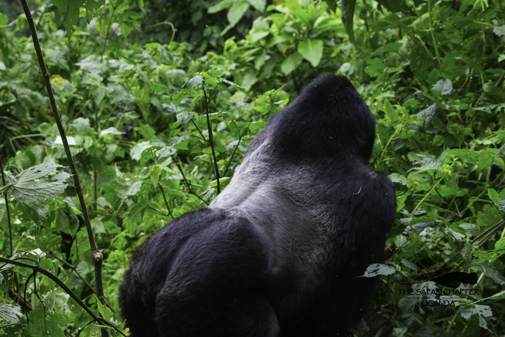 4 Day Trekking The Gorillas Trip