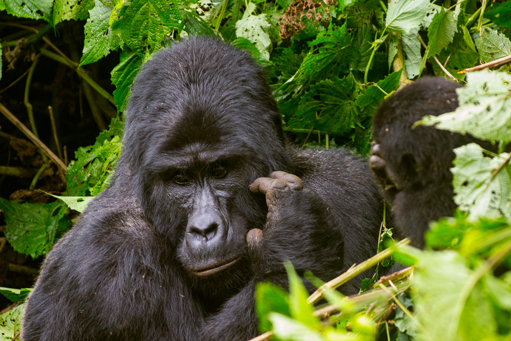 11 Day Classic Nature & Wildlife Tour Of Uganda