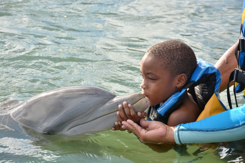 Dolphin Encounter: St. Kitts