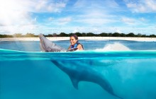 Dolphin Swim Adventure: Punta Cana with Transfers
