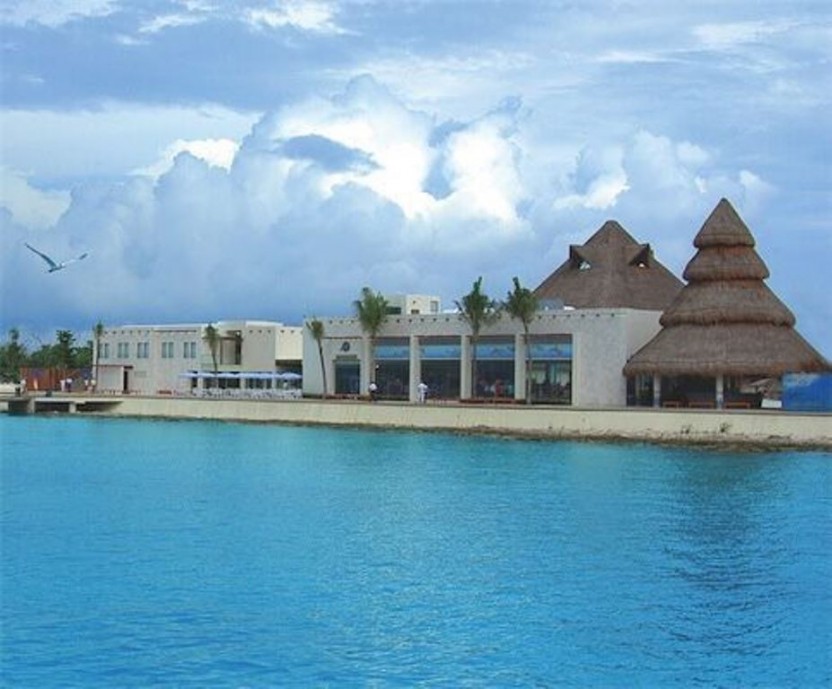 Swimming With Sea Lions In Cozumel With Dolphin Discovery