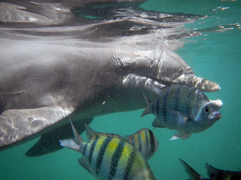 Dolphin Encounter: Riviera Maya Puerto Aventuras