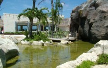 Swim With The Manatees In Dolphin Discovery's Cozumel Park