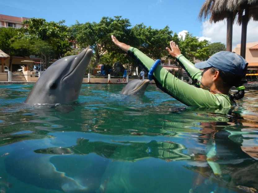 Encounter With a Dolphin: Montego Bay