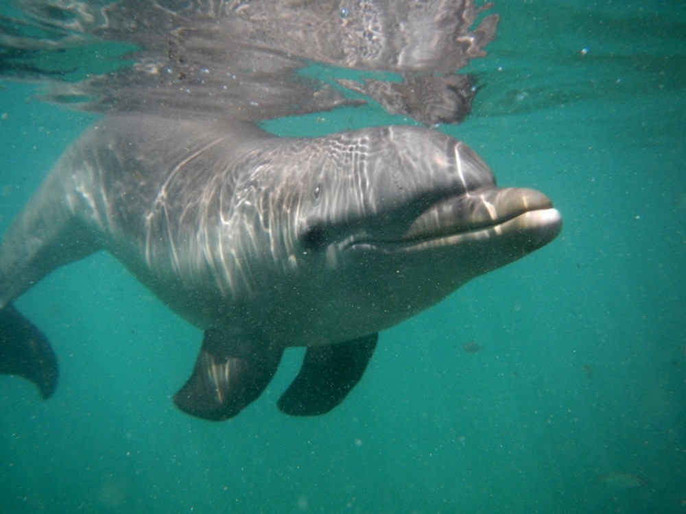 Riviera Maya Puerto Aventuras: Dolphin Connection