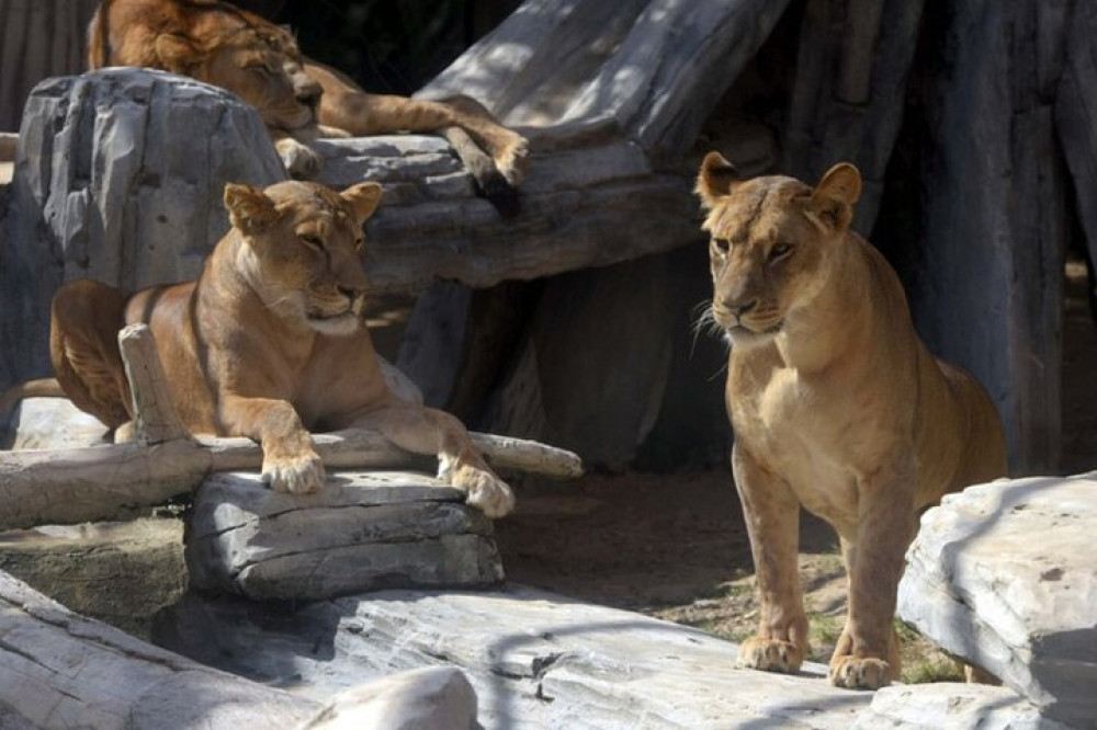 Emirates Park Zoo Ticket Abu Dhabi - See 1700+ Animals & Feed the Animals